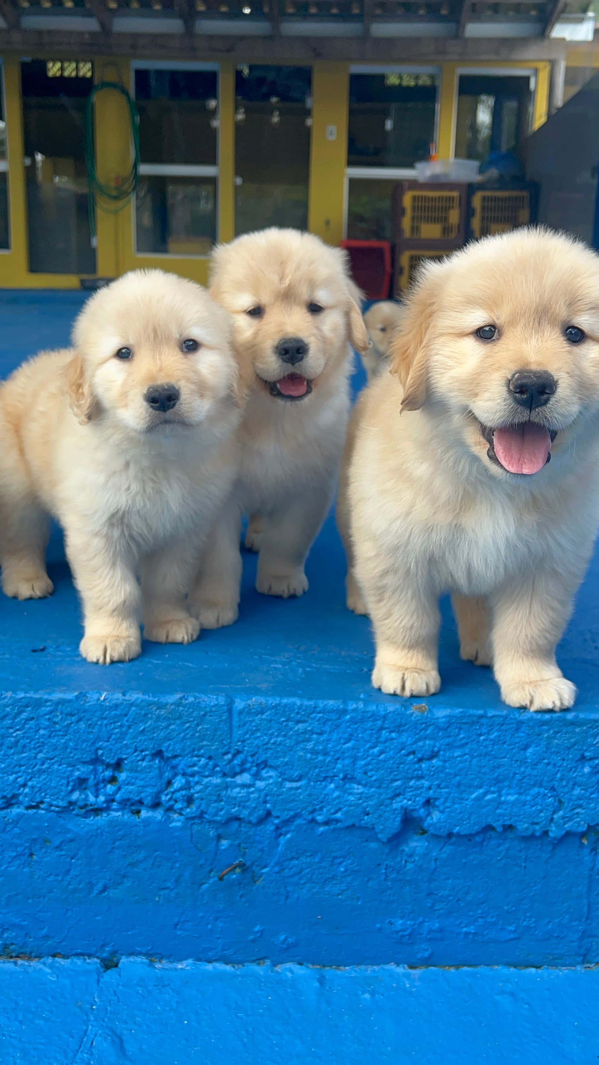 Filhote Golden Retriever Place Dog 1