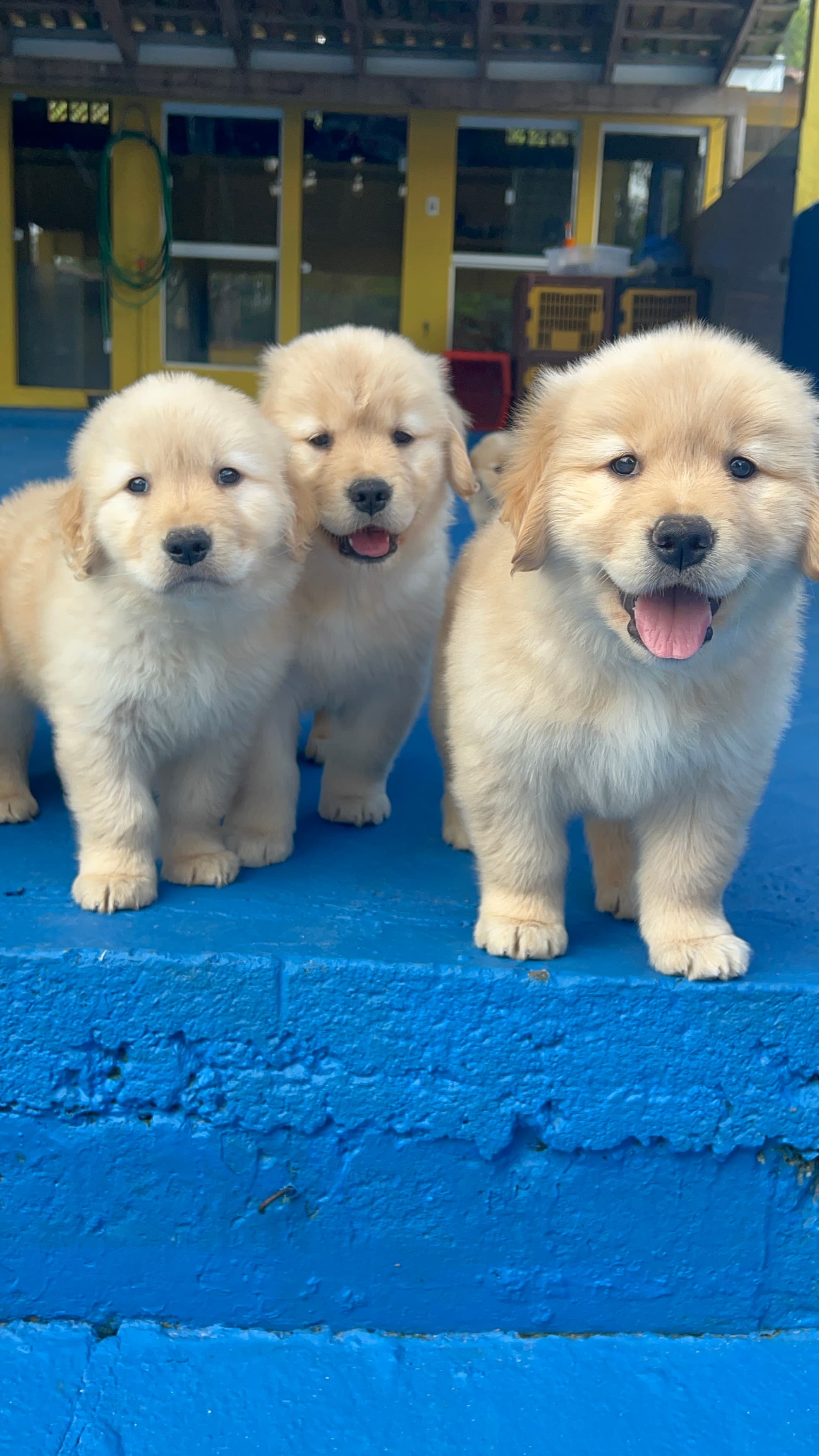 Filhote Golden Retriever Place Dog 2