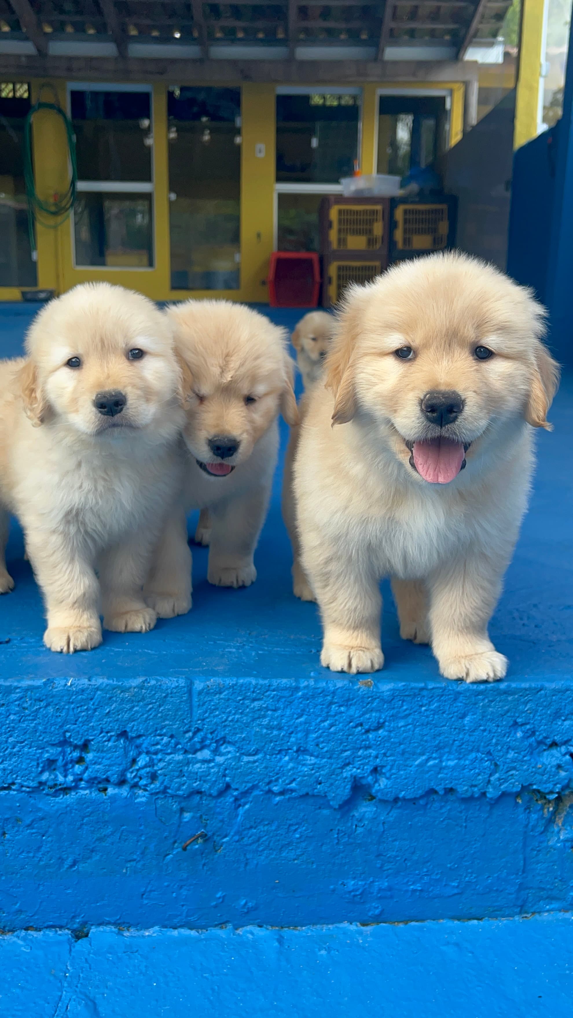 Filhote Golden Retriever Place Dog 3