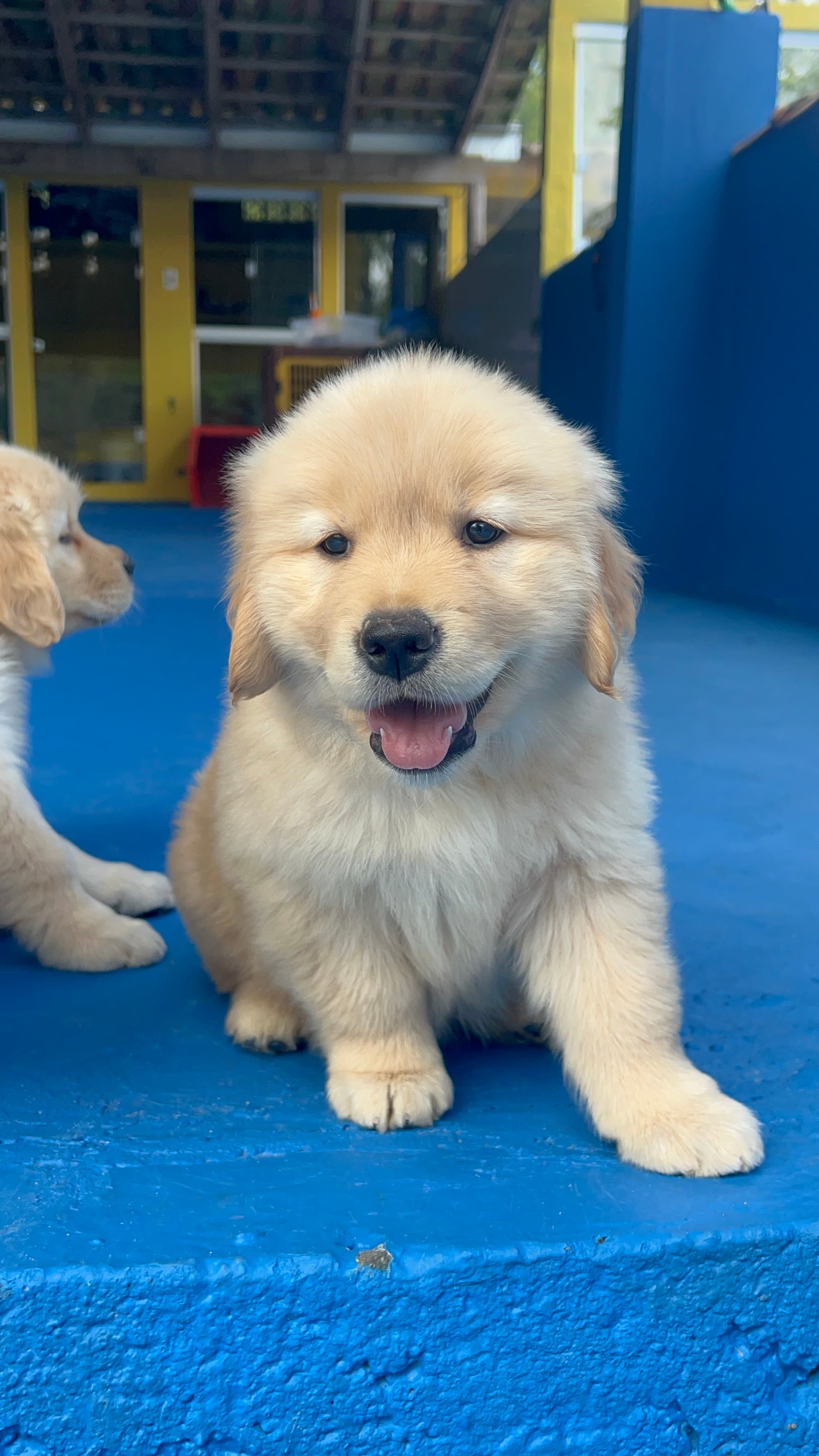 Filhote Golden Retriever Place Dog 4