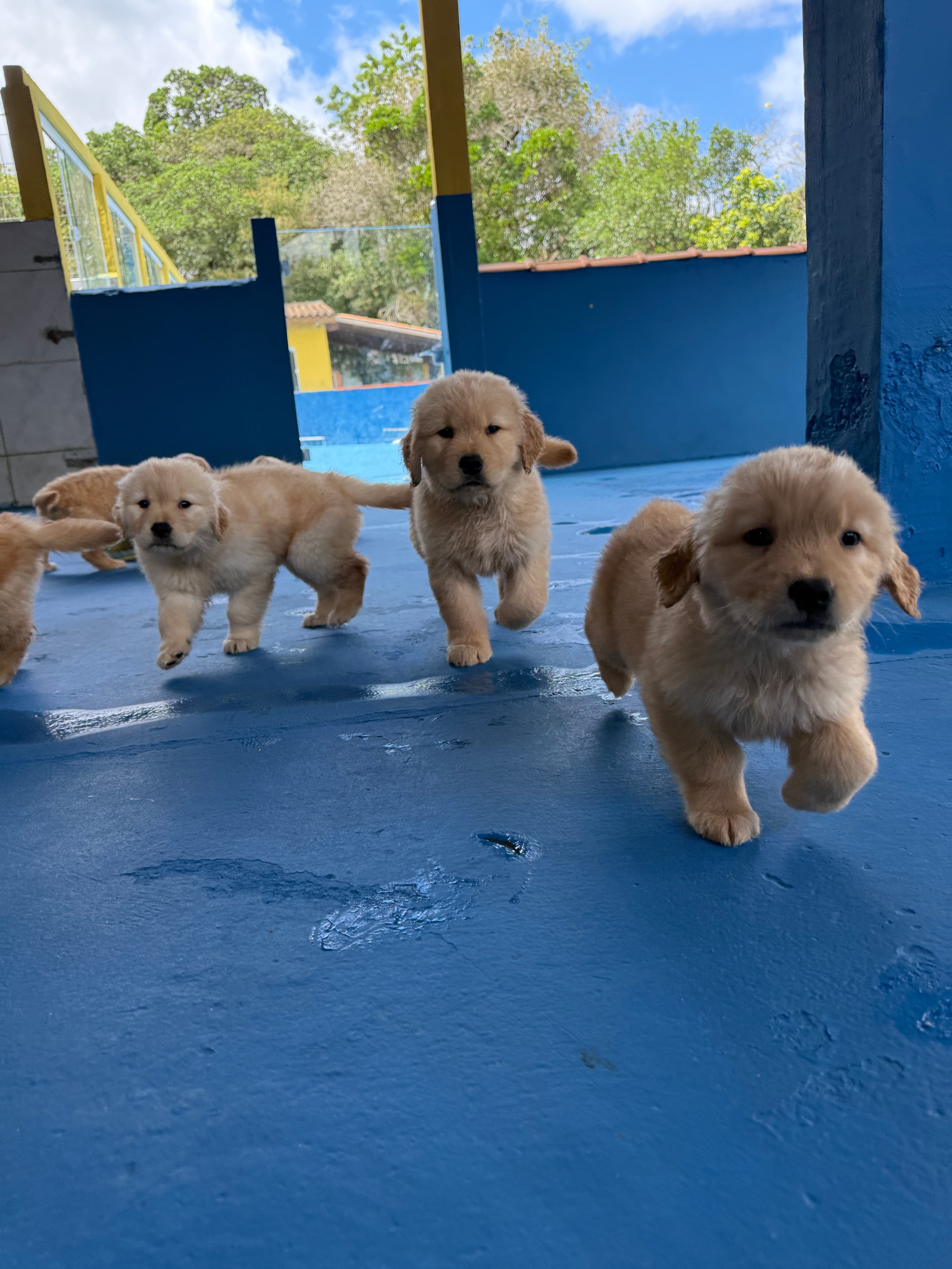 Filhote Golden Retriever Place Dog 5