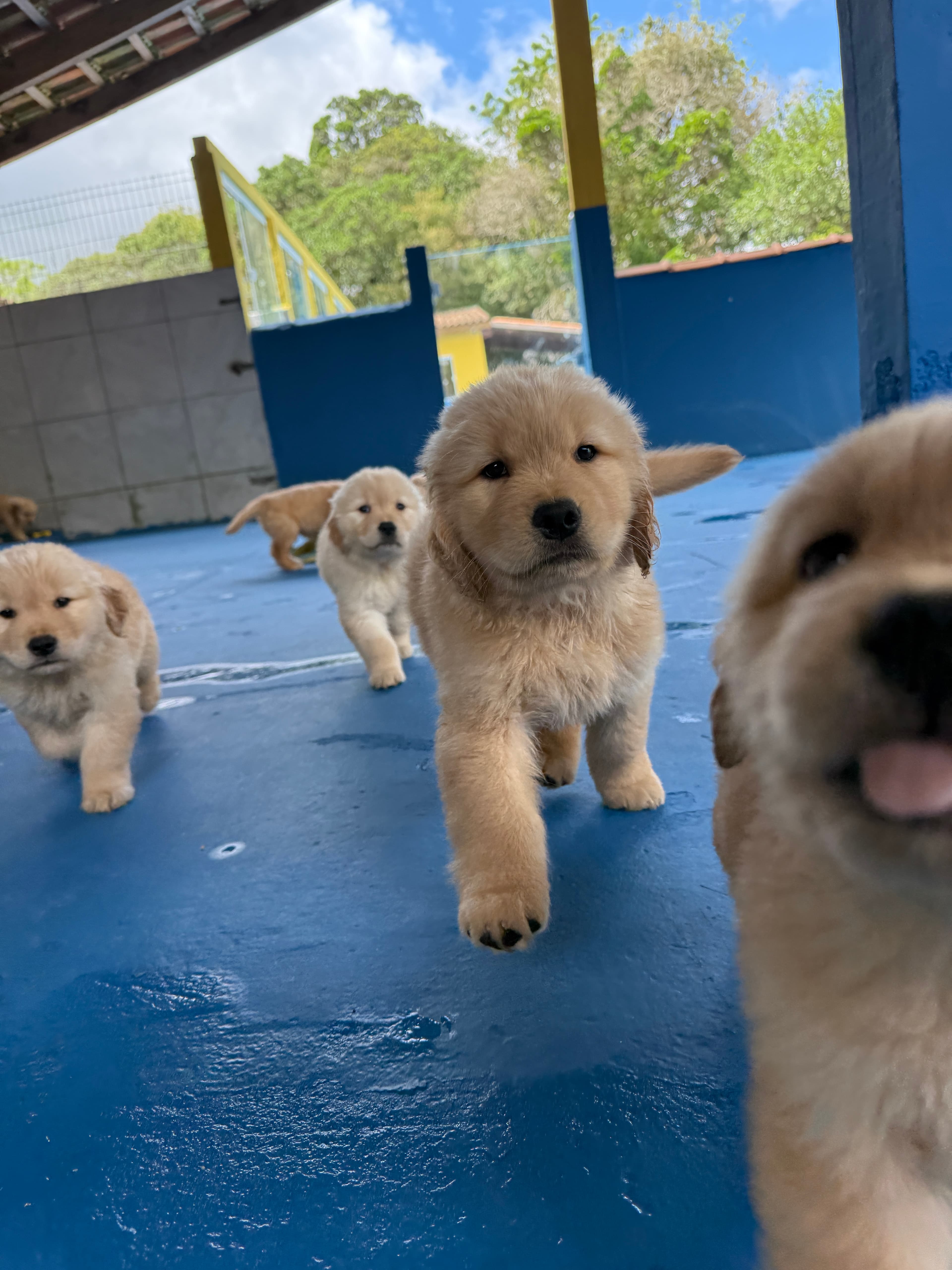 Filhote Golden Retriever Place Dog 6