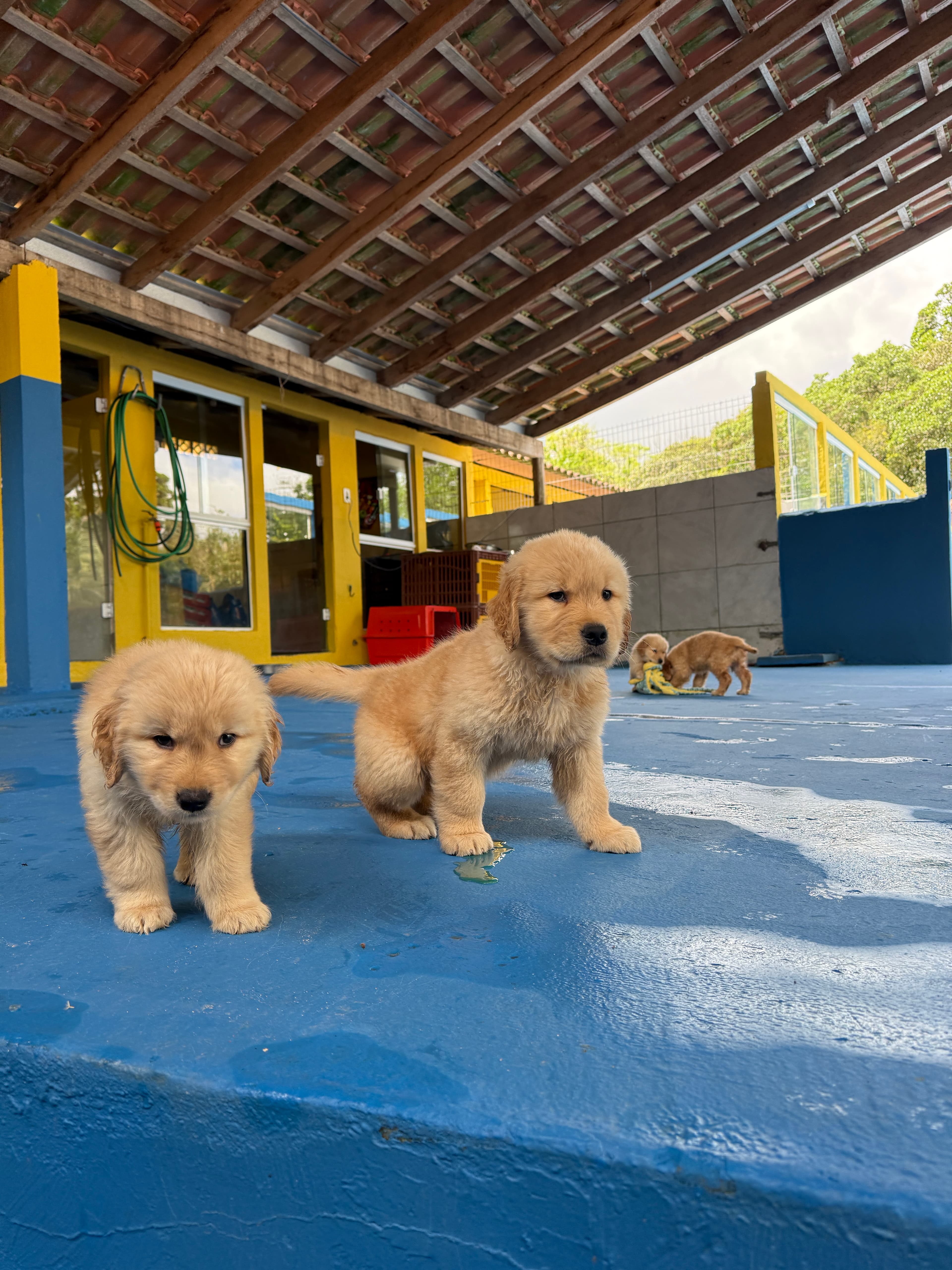 Filhote Golden Retriever Place Dog 7