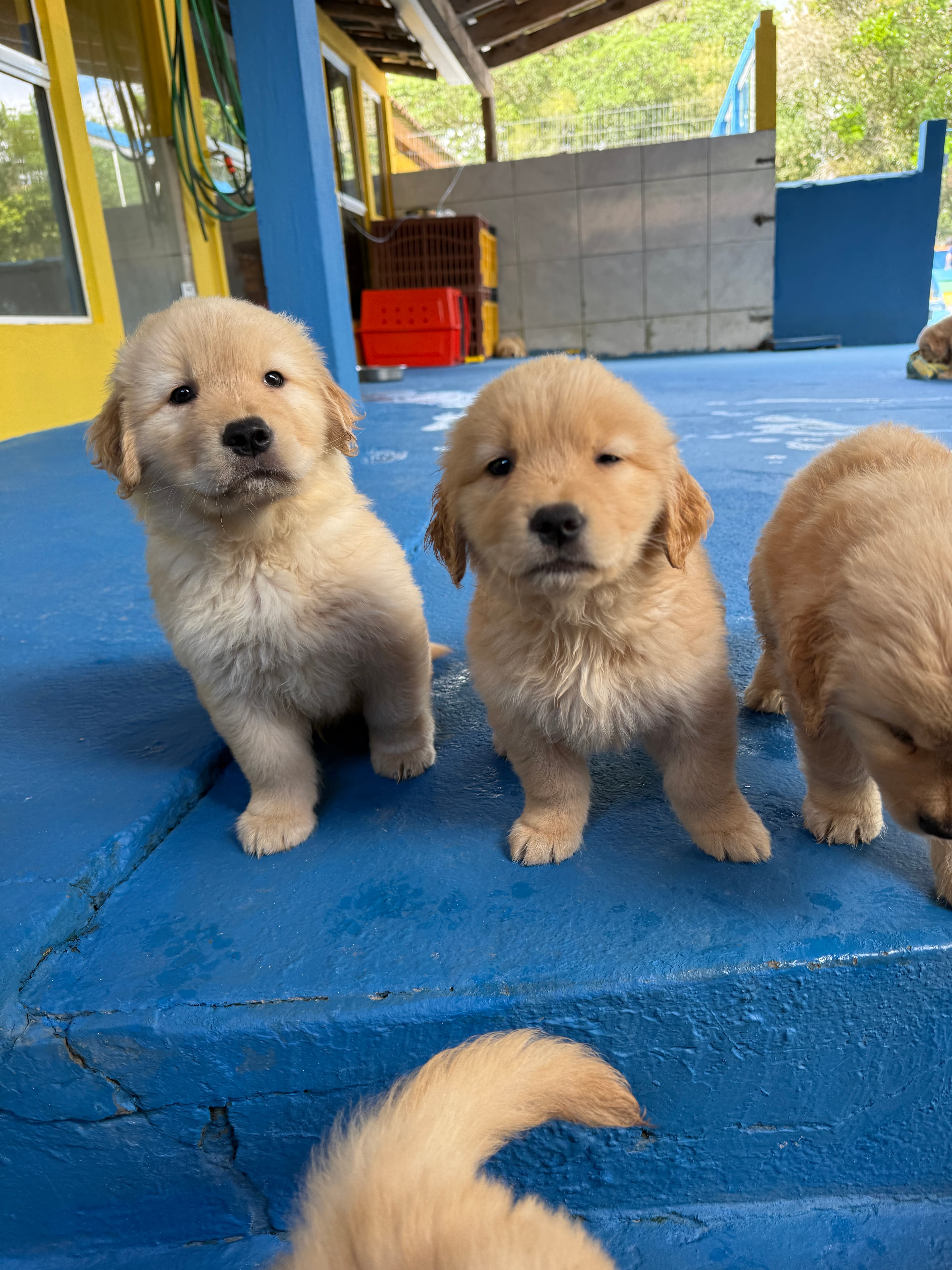 Filhote Golden Retriever Place Dog 8