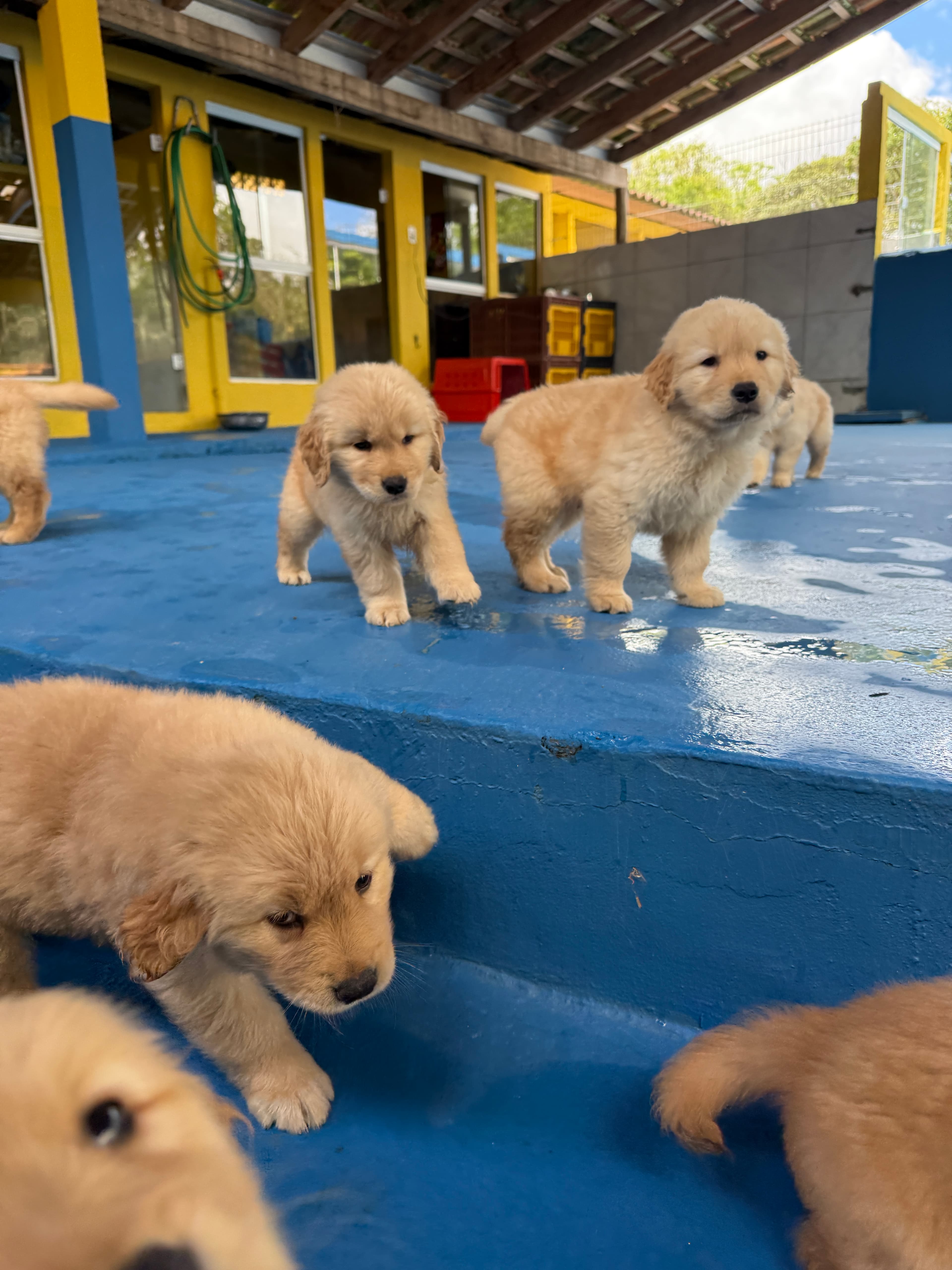 Filhote Golden Retriever Place Dog 9