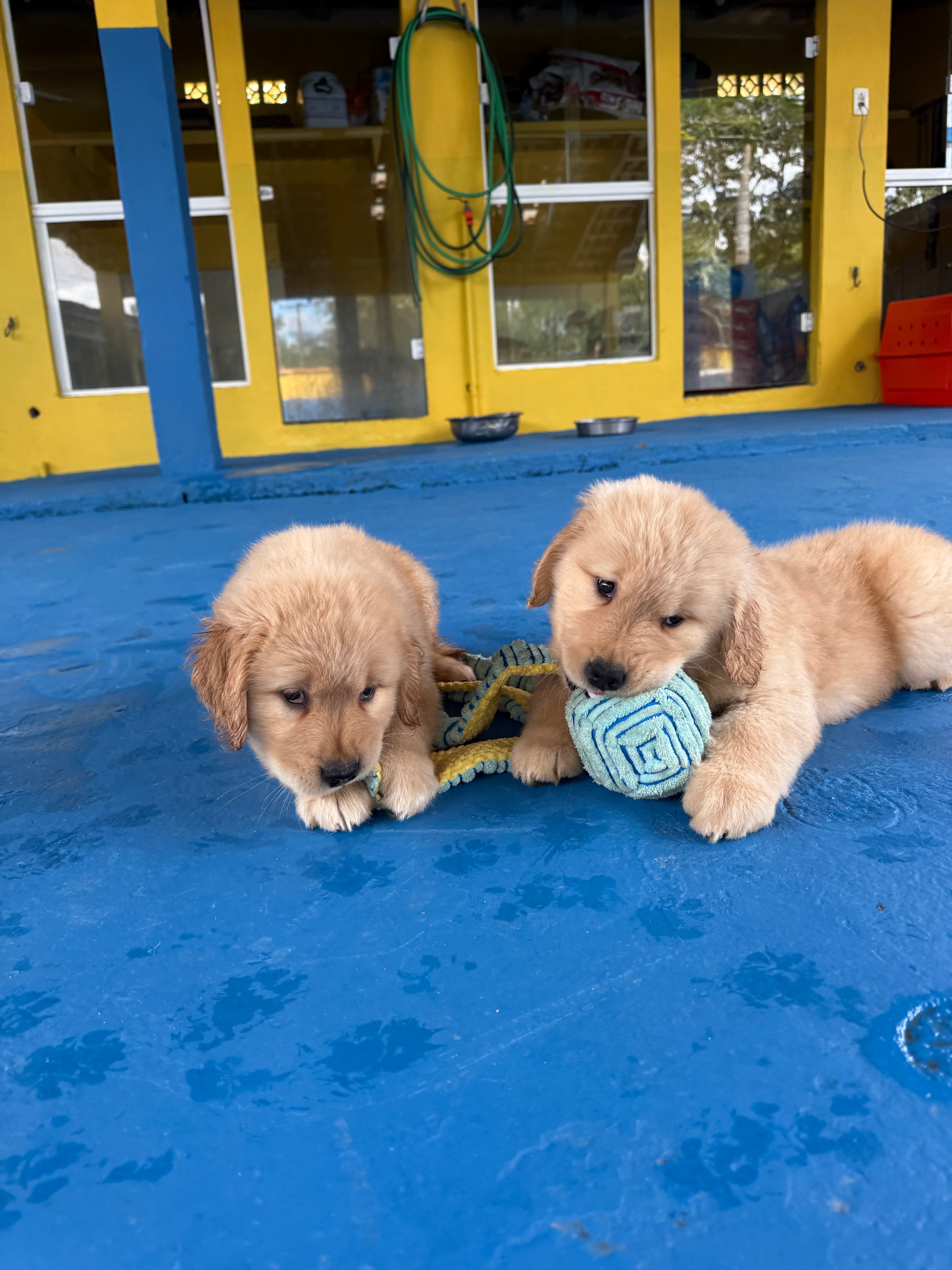 Filhote Golden Retriever Place Dog 10