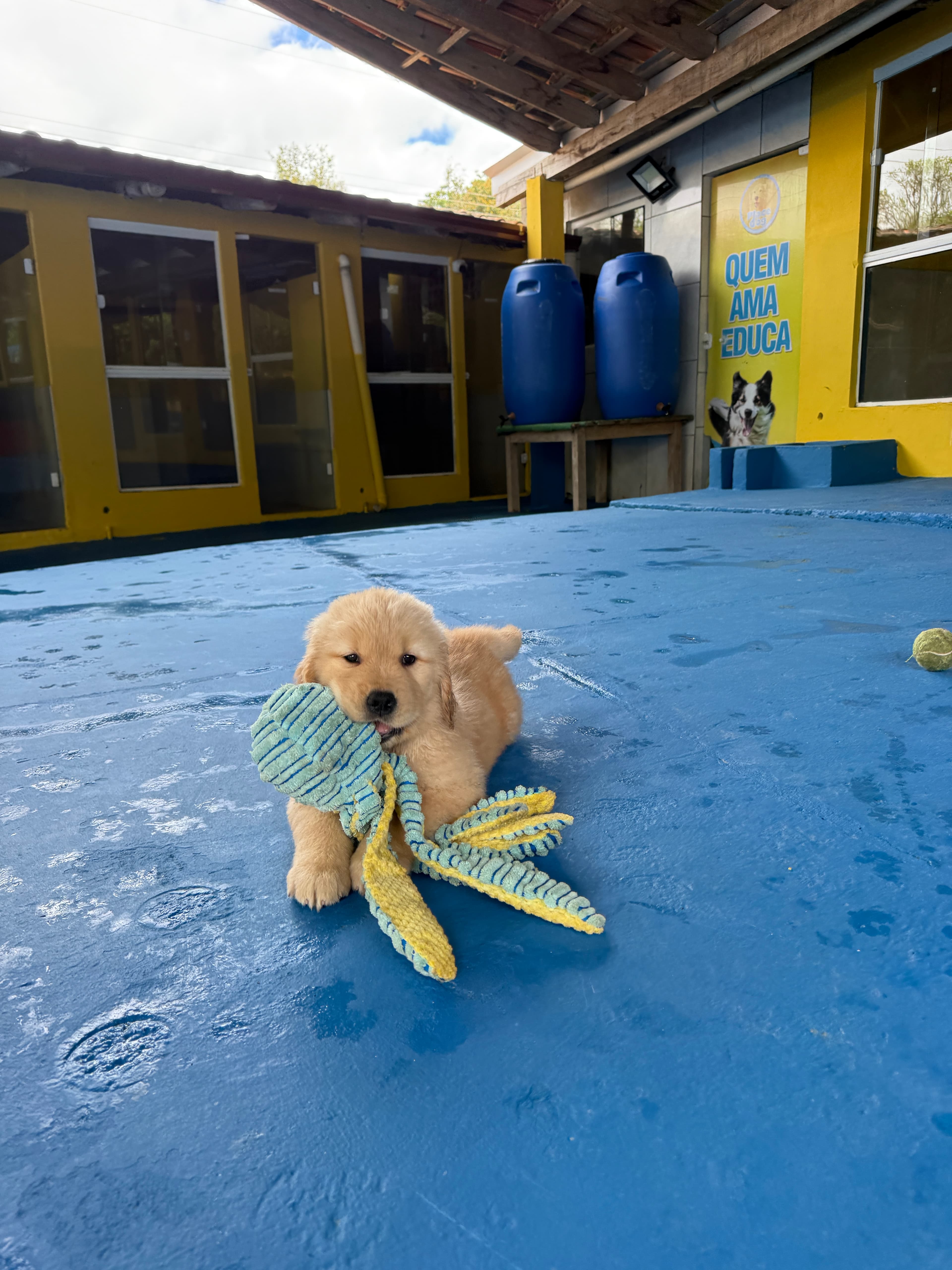 Filhote Golden Retriever Place Dog 11