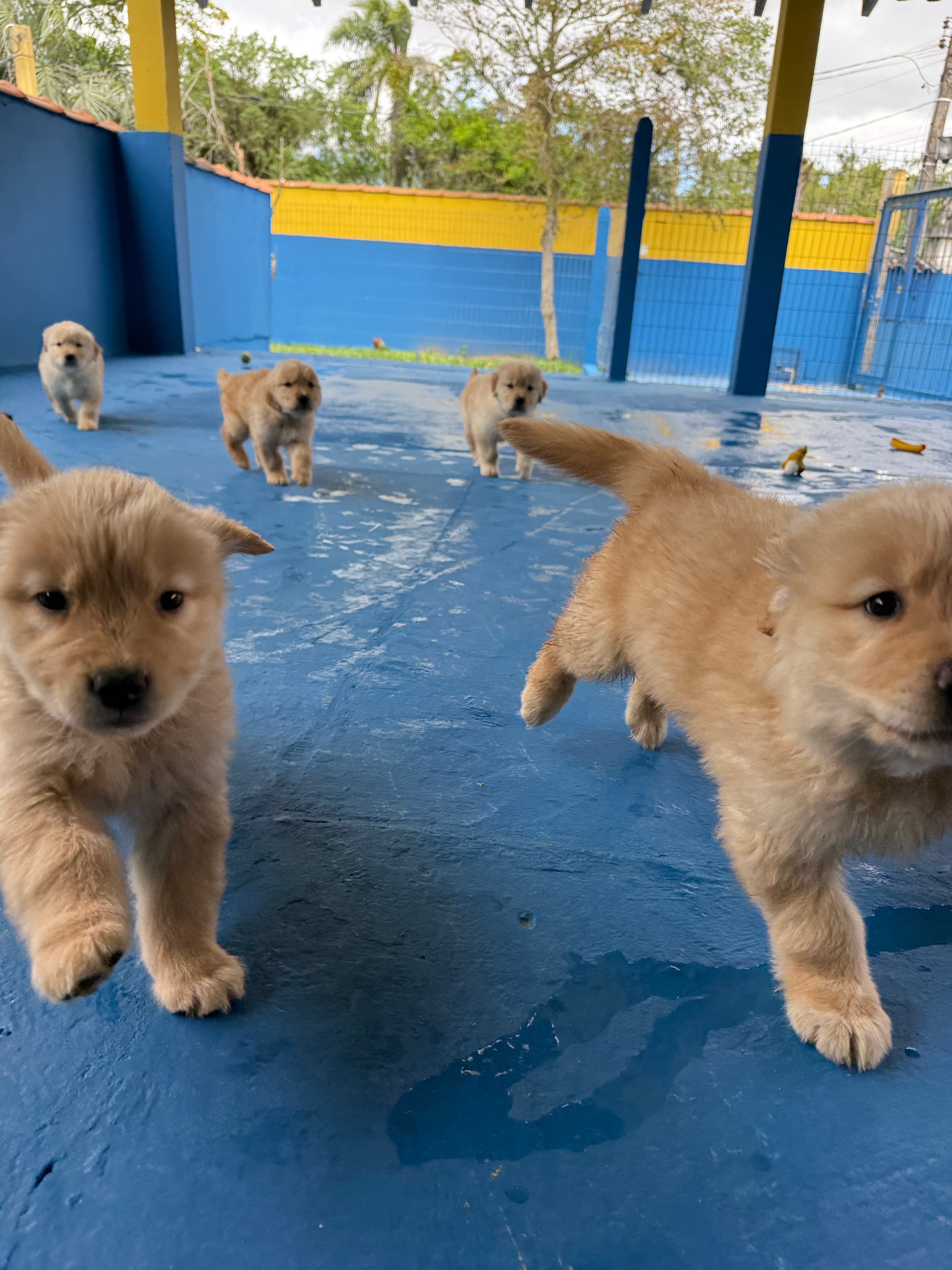 Filhote Golden Retriever Place Dog 12