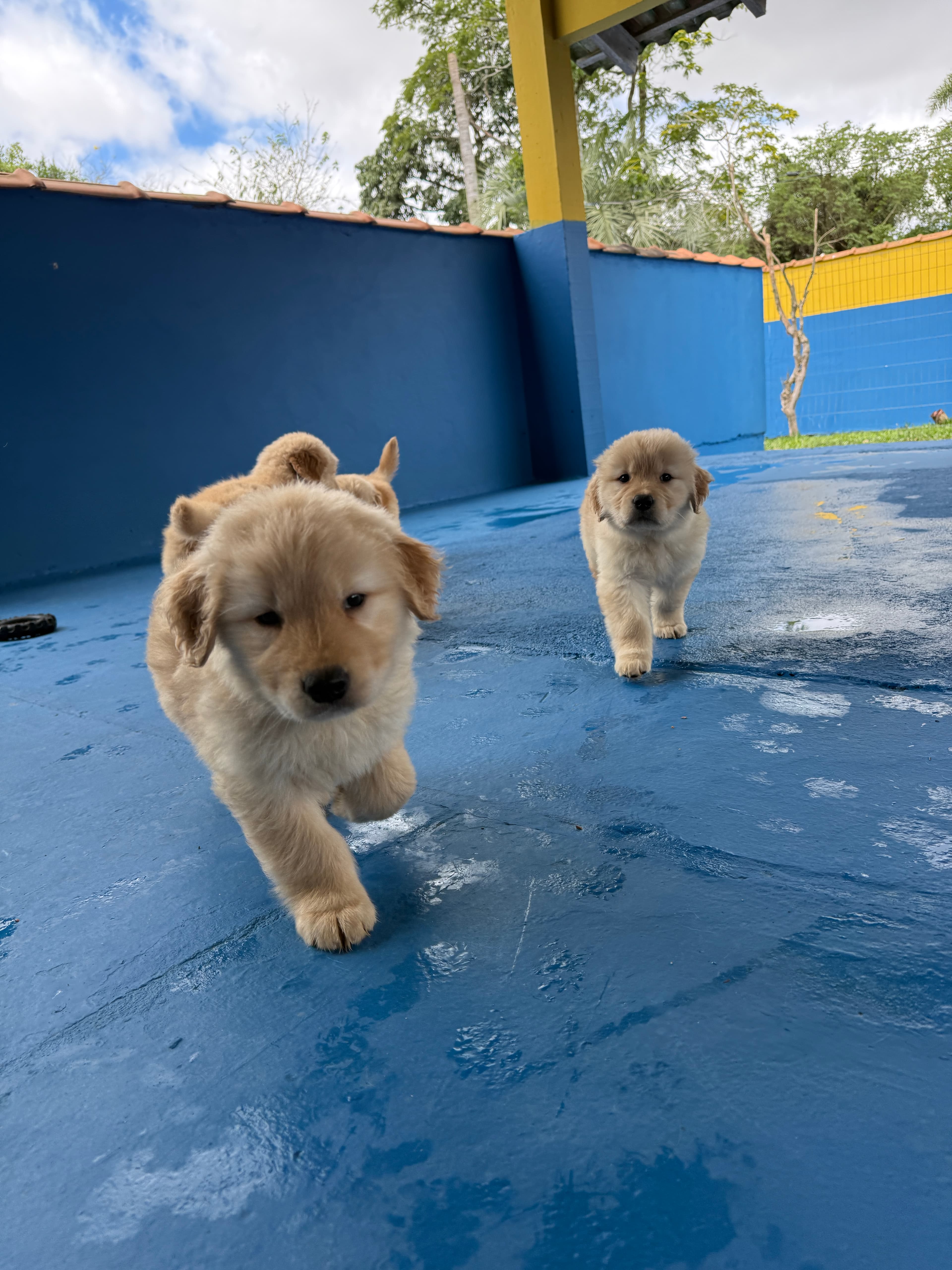 Filhote Golden Retriever Place Dog 13