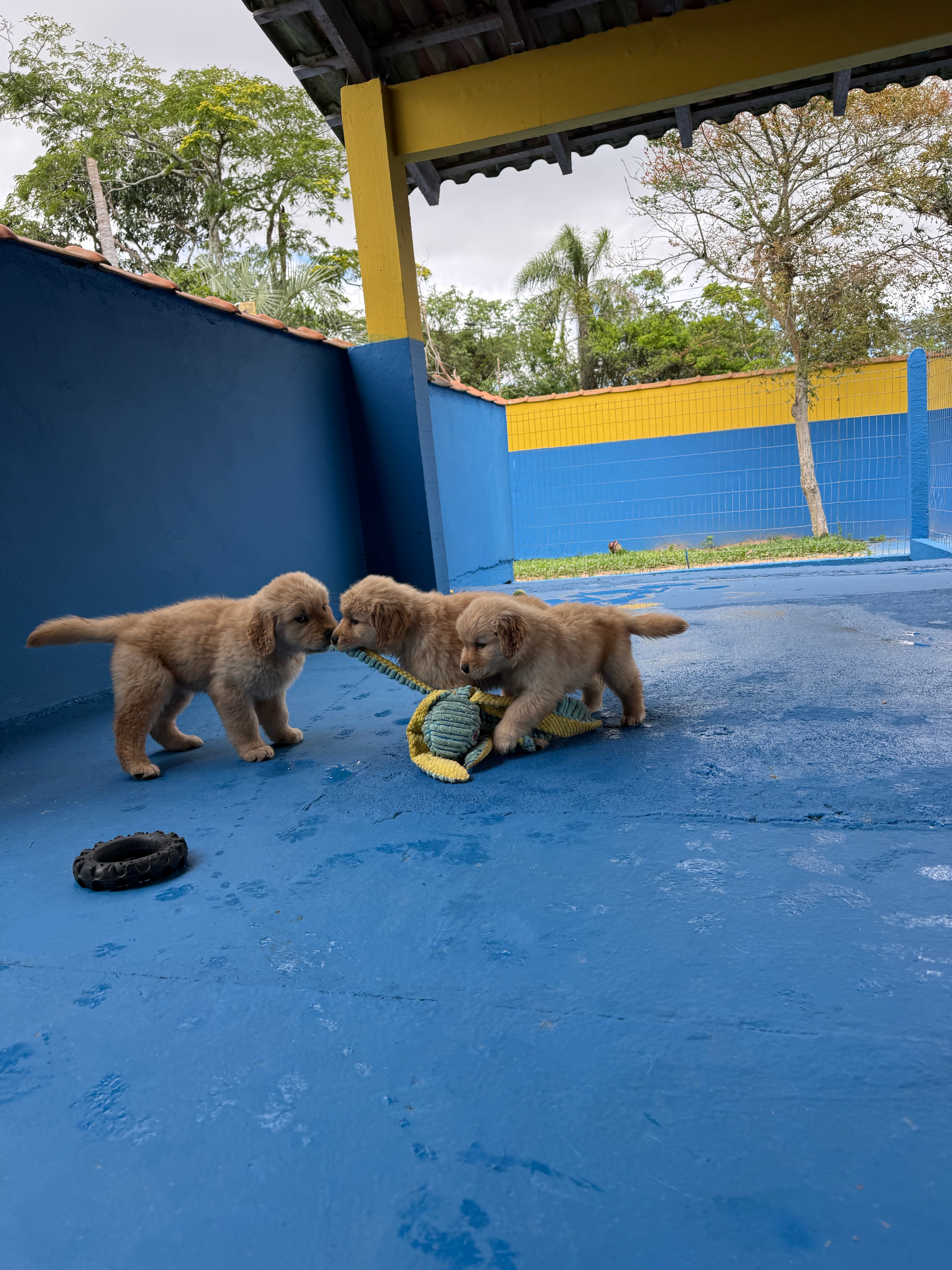 Filhote Golden Retriever Place Dog 14